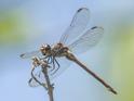Orthemis cultriformis (Swamp Skimmer) female.jpg